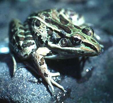 Image of Forrer's Grass Frog