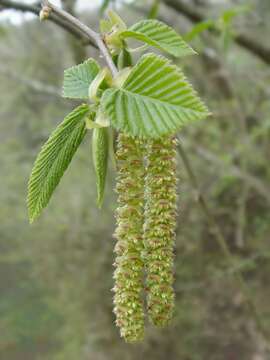 Image of European Hop-hornbeam