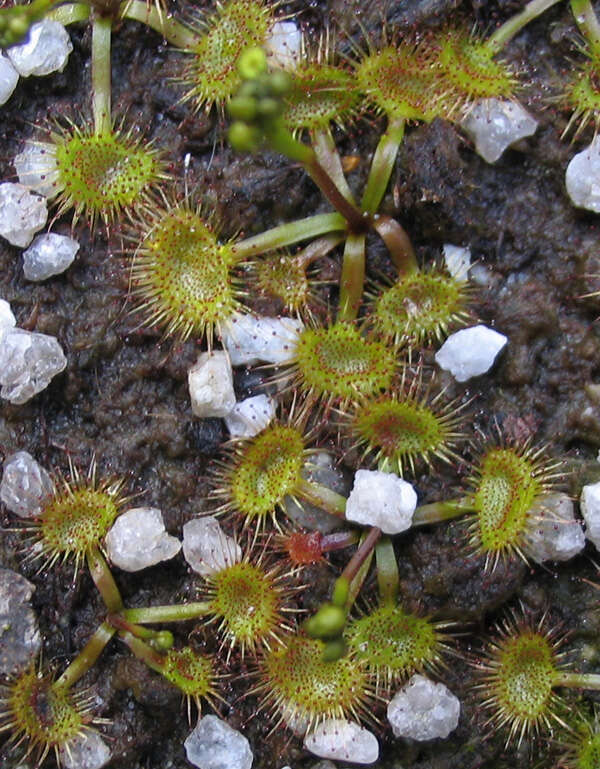 Image of Drosera peltata Thunb.