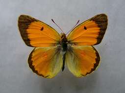 Image of Colias myrmidone (Esper 1781)