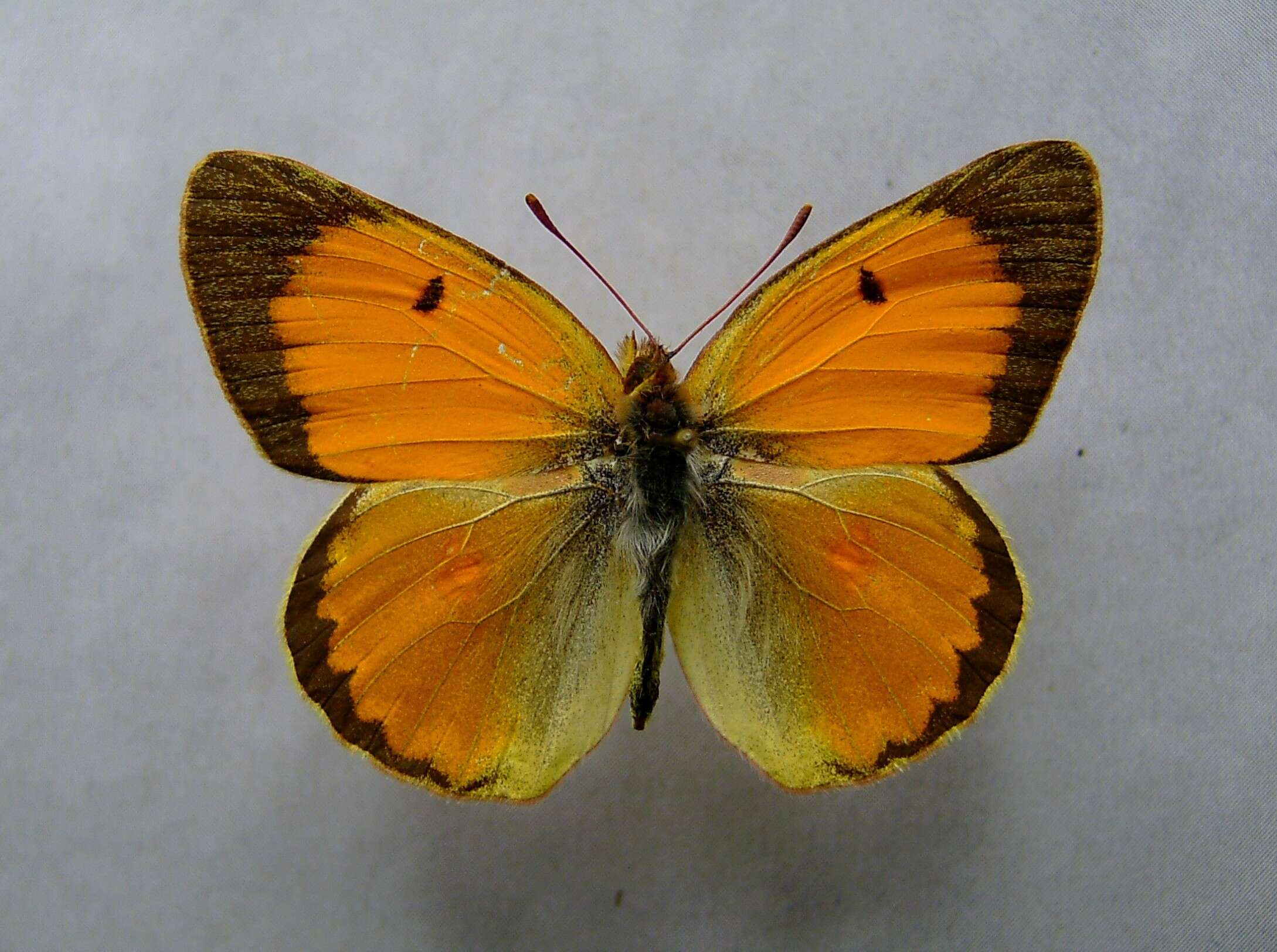 Image of Colias myrmidone (Esper 1781)