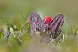 Image of Castilleja pumila (Benth.) Weddell