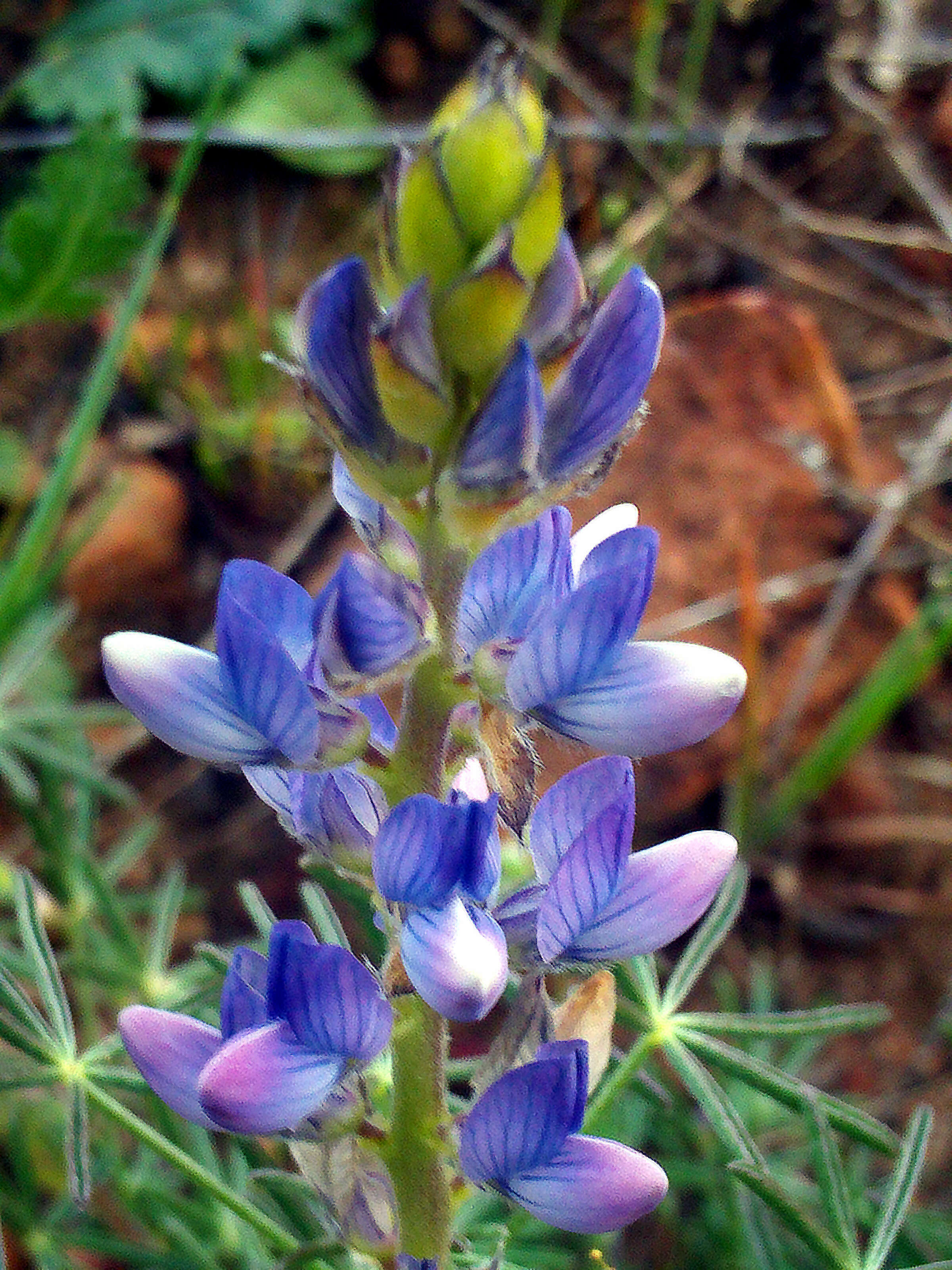 Image of narrowleaf lupine