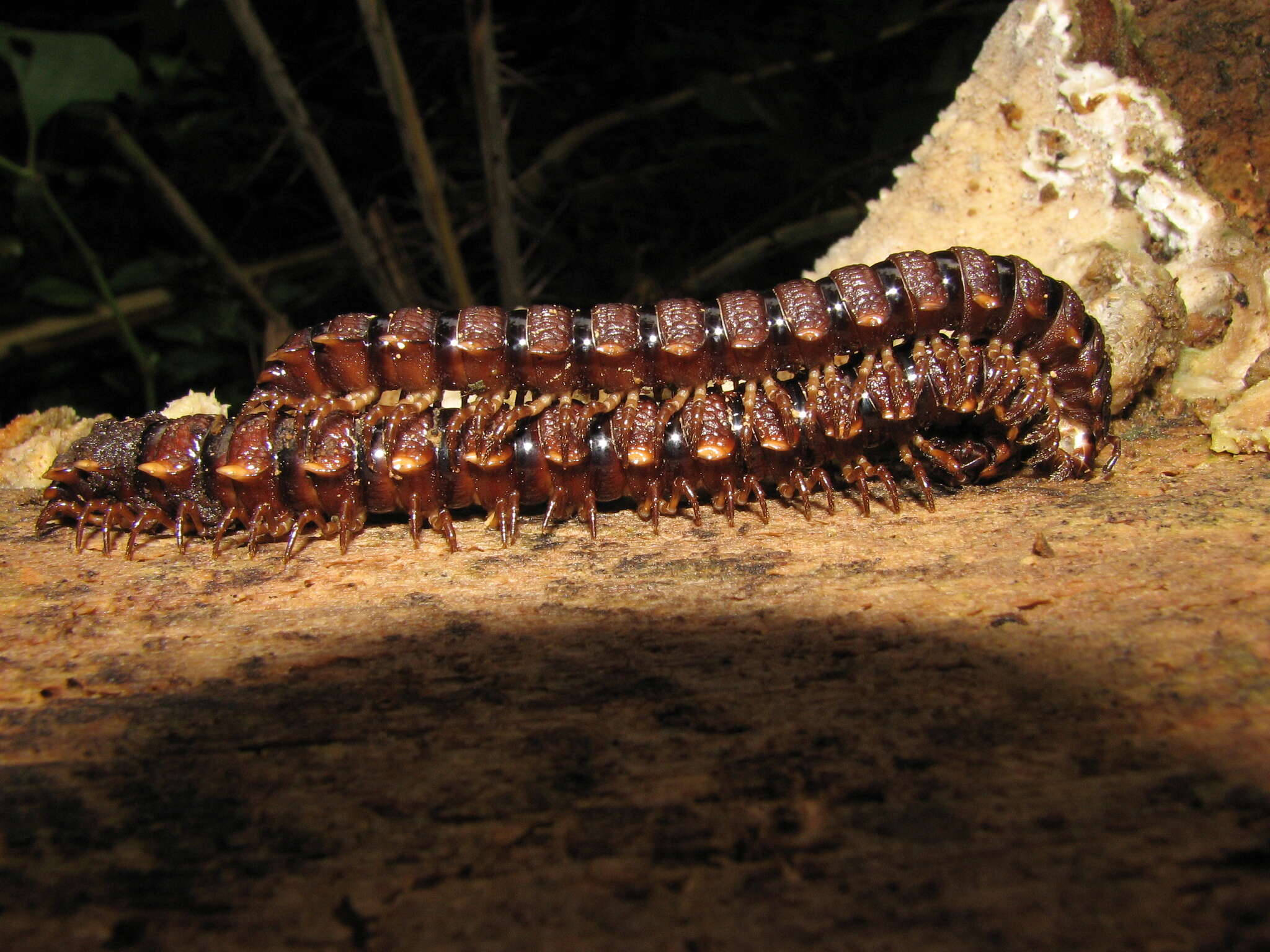 Image of Amplinus bitumidus (Loomis 1969)