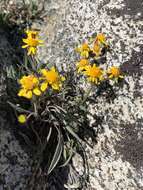 Image of hoary groundsel