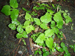 Image of Japanese honewort