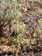 Image of Sideritis hirsuta L.