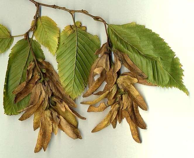 Image of European hornbeam