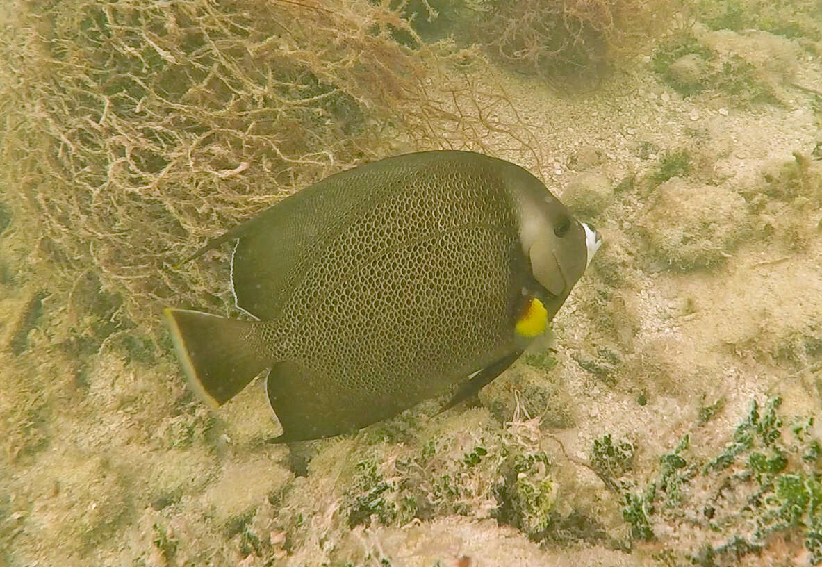 Image of Angelfish