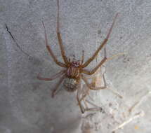 Image of Giant House Spider