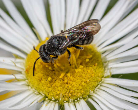 Image de Stelis coarctatus Crawford 1916