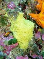 Image of yellow Clathrina