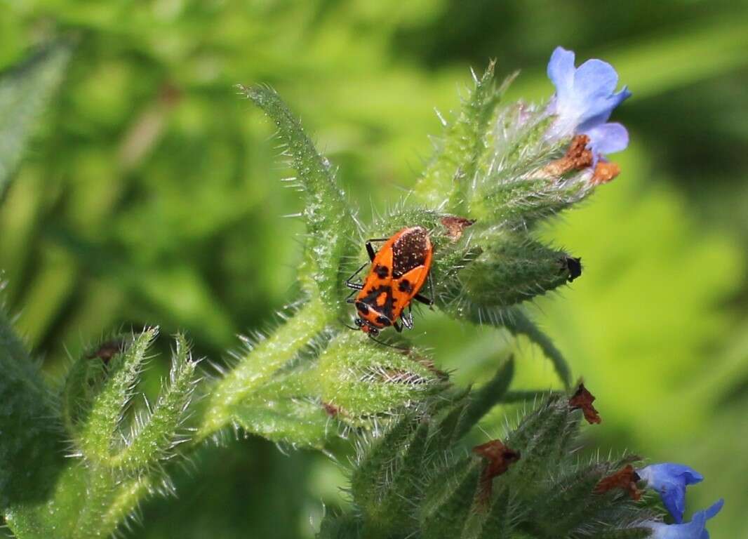 Image of black & red squash bug