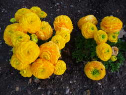 Image of Ranunculus asiaticus