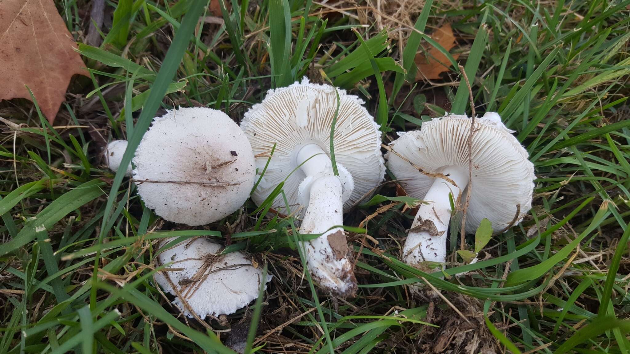 Leucoagaricus barssii (Zeller) Vellinga 2000 resmi