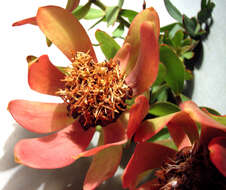 Image of Leucadendron pubibracteolatum I. J. M. Williams