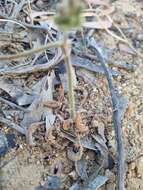 Image of Pelargonium auritum subsp. auritum