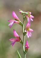 Image of Gladiolus illyricus W. D. J. Koch