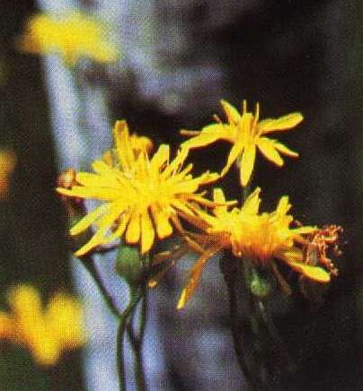 Image of fiddleleaf hawksbeard