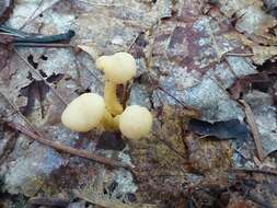 Image of Cudonia lutea (Peck) Sacc. 1885