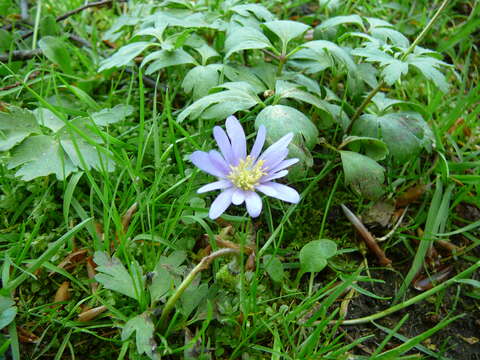 Image of blue anemone