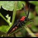 Image of Lucidina roseonotata Pic 1917