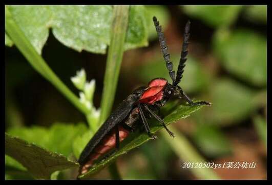 Image of Lucidina roseonotata Pic 1917