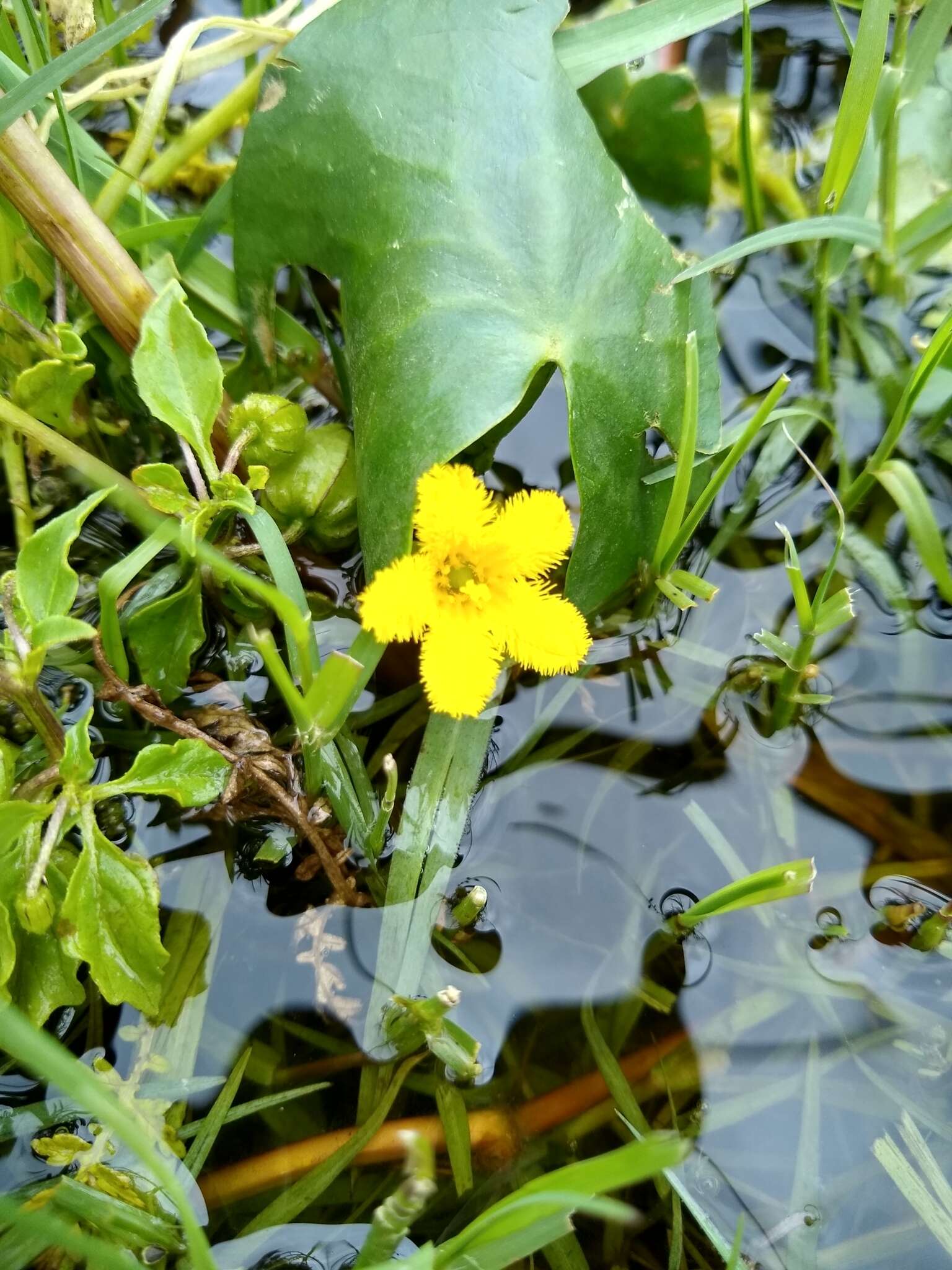 Image of Nymphoides fallax Ornduff