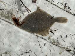 Image of Starry Flounder