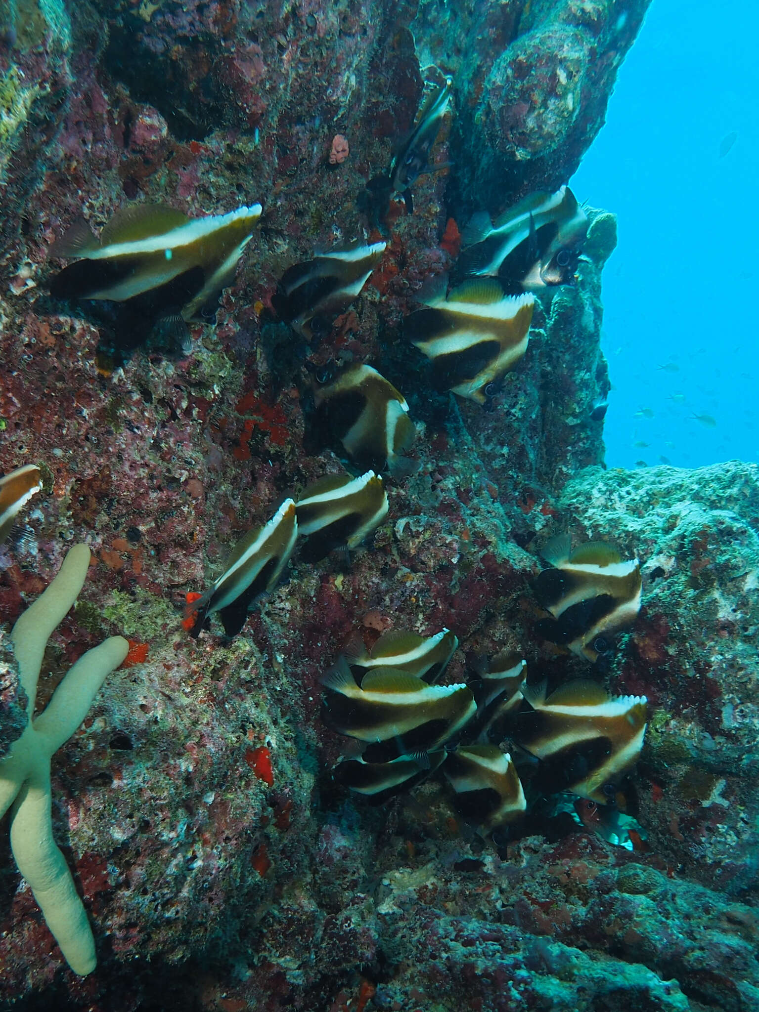 Image of Indian Ocean Bannerfish