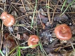 Image of Bonomyces