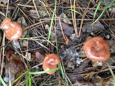 Image of Bonomyces