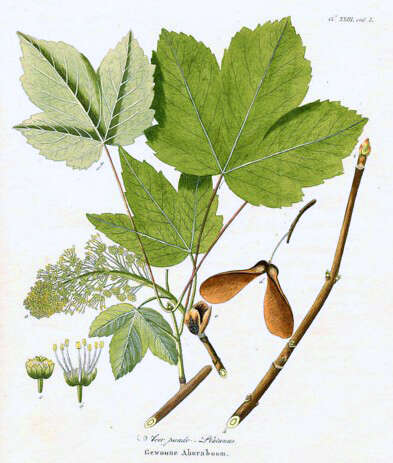 Imagem de Acer pseudoplatanus L.