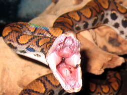 Image of Rainbow Boa