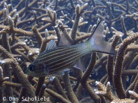 Image of Large toothed cardinalfish