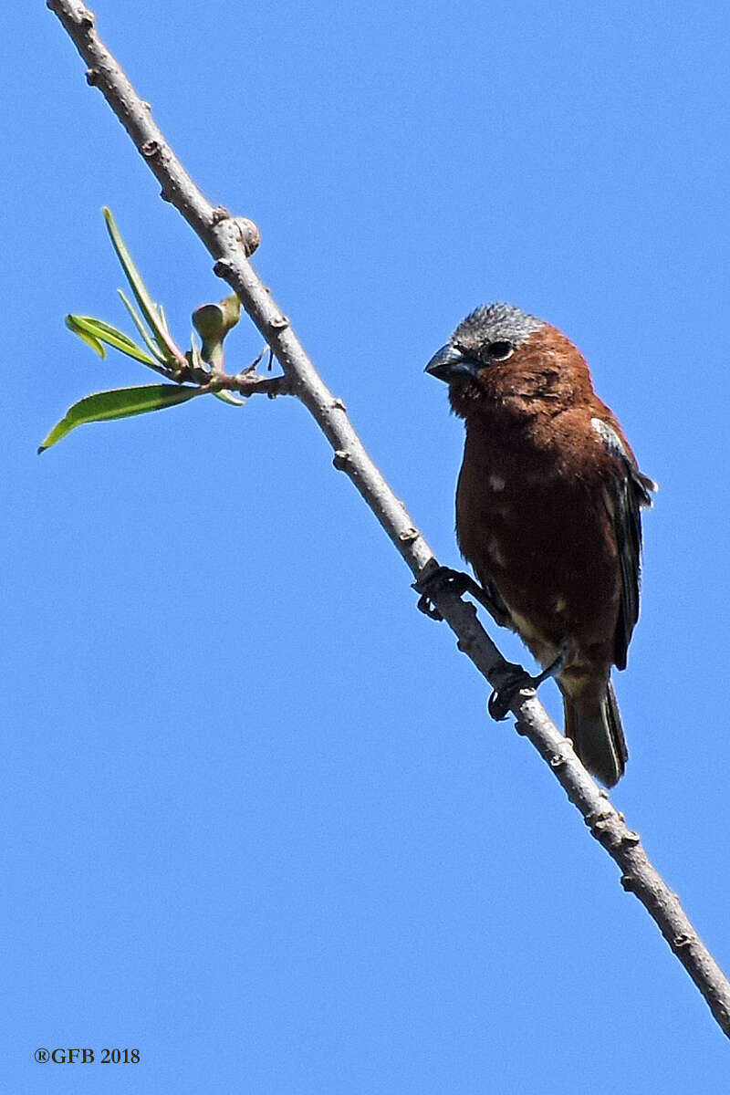 Слика од Sporophila cinnamomea (Lafresnaye 1839)