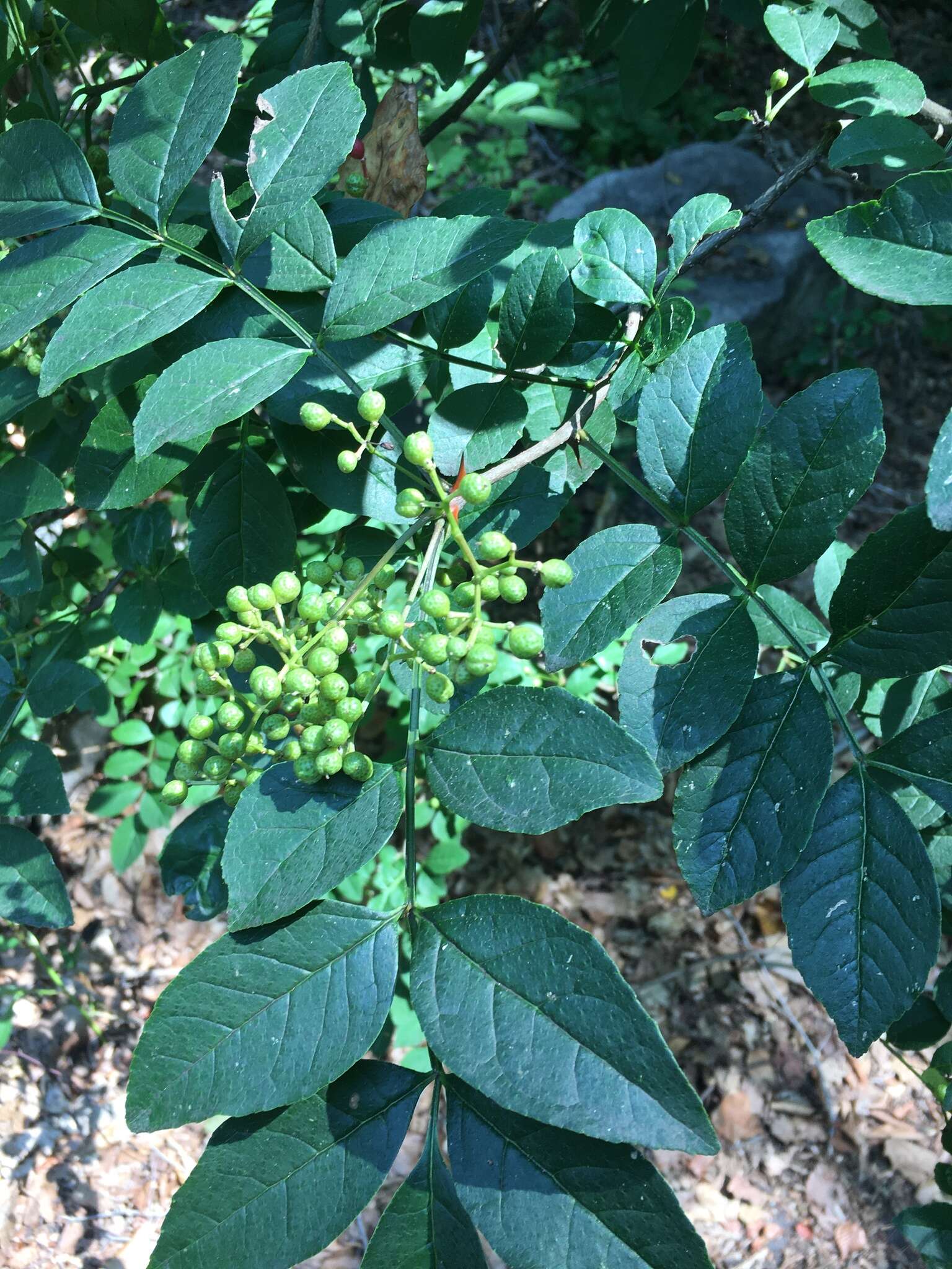 Image of Chinese-pepper