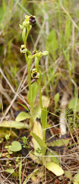 Image of Bumblebee orchid