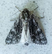 صورة Acronicta perdita Grote 1874