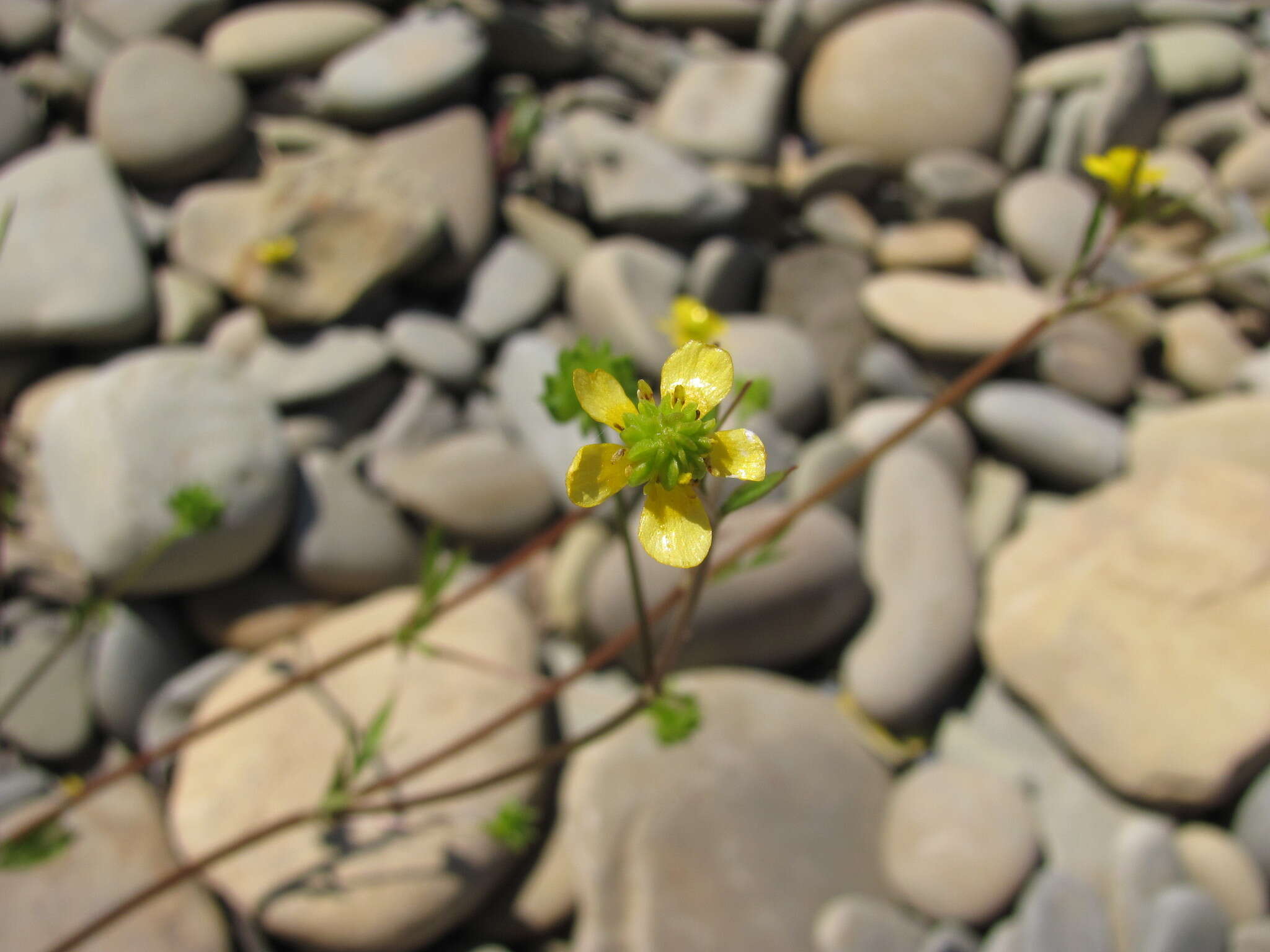 Image de Ranunculus marginatus Dum.-Urville