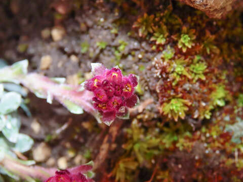 Sivun Saxifraga porophylla Bertol. kuva