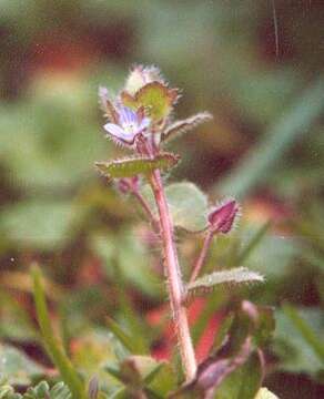 Image of ivy-leaved speedwell