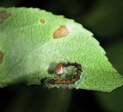 Image of Radcliffe's Dagger-moth