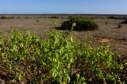 Image of Roepera aurantiaca subsp. aurantiaca