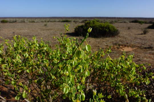 Image of Roepera aurantiaca subsp. aurantiaca