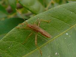 Image of Burtinus notatipennis (Stål 1860)