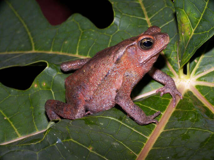 Image of Rhinella margaritifera (Laurenti 1768)