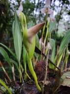 Image of Maxillaria huebschii Rchb. fil.