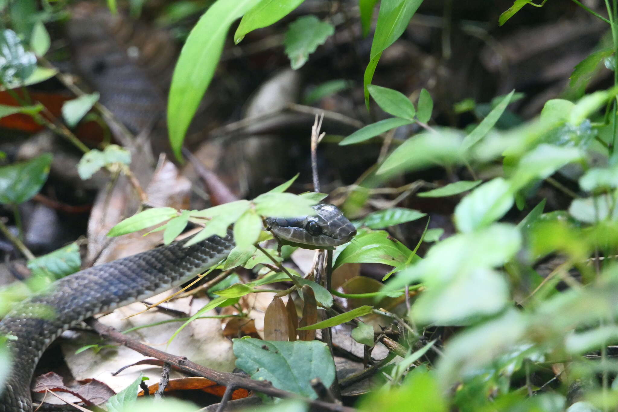 Image of Borikenophis Hededges & Vidal ex Hedges, Couloux & Vidal 2009