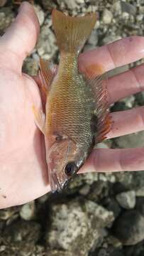 Image of Amarillo snapper